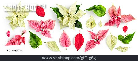 
                Weihnachtsstern, Poinsettia                   