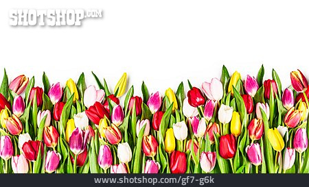 
                Tulpen                   