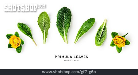 
                Primel, Primula Leaves                   