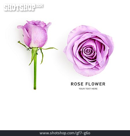 
                Rose, Rose Flower                   