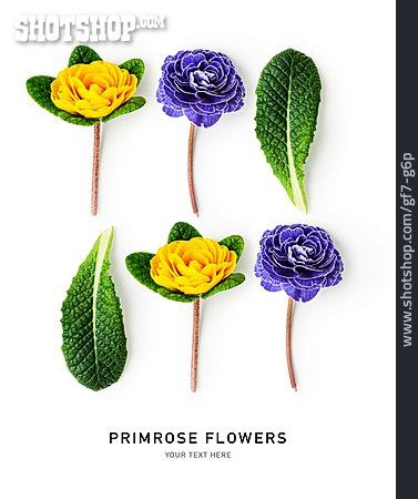 
                Blume, Primel, Primrose Flowers                   