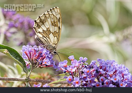 
                Schmetterling, Schachbrett                   