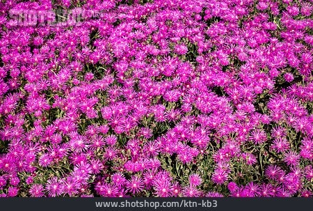 
                Rote Mittagsblume                   