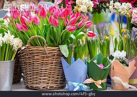 
                Frühlingsblume, Tulpen, Blumenstand                   