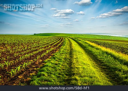 
                Feld, Landwirtschaft, Feldweg                   