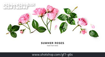 
                Summer Roses, Sommerrosen                   