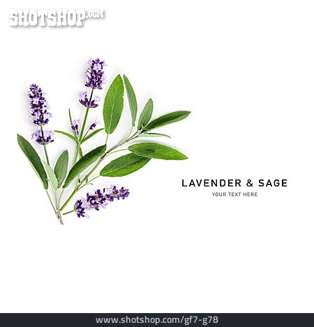 
                Salbei, Lavendel, Sage, Lavender                   