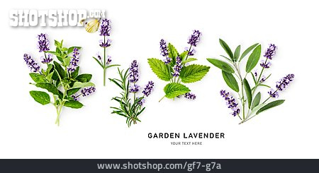 
                Garden Lavender, Garten-lavendel                   