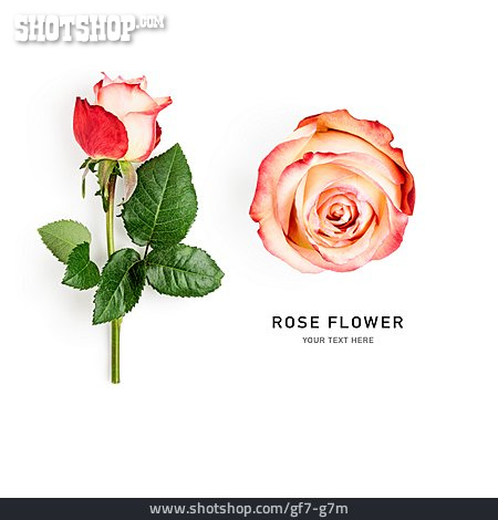 
                Rose, Rose Flower                   