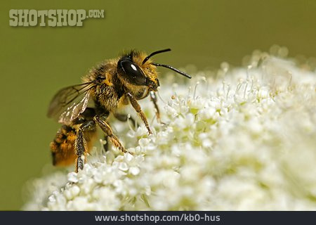 
                Osmia Adunca                   