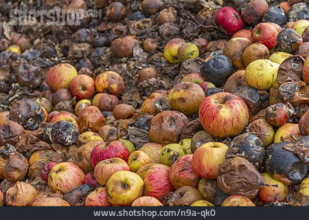 
                Apfel, Fäulnis, Fallapfel                   