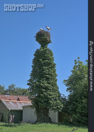 
                Baum, Storchennest                   