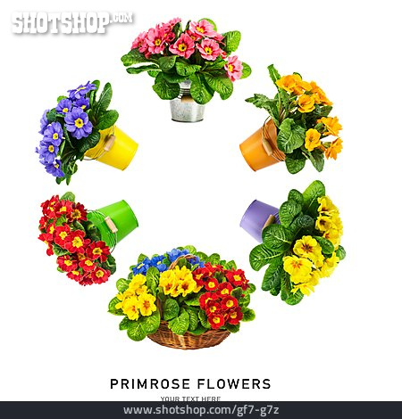 
                Blumen, Primel, Primrose Flowers                   