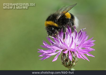 
                Wiesenhummel                   