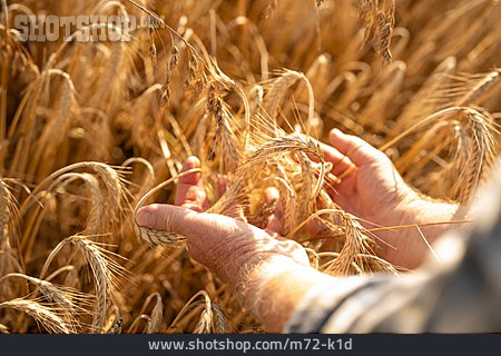 
                Landwirtschaft, Nutzpflanze, Weizenähre                   