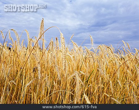 
                Landwirtschaft, Weizenfeld, Weizenanbau                   