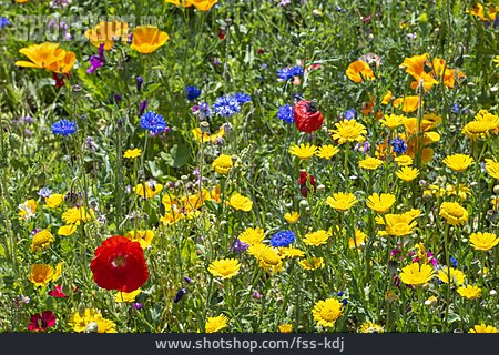 
                Blumenwiese, Sommerwiese                   