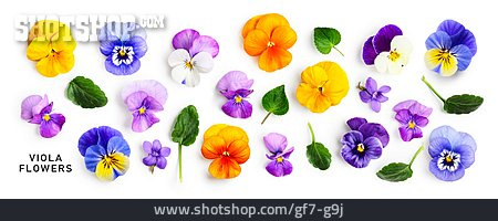 
                Blumen, Veilchen, Viola Flowers                   