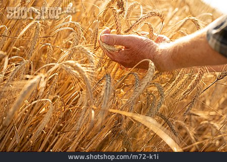 
                Landwirt, Prüfen, Getreideähre                   