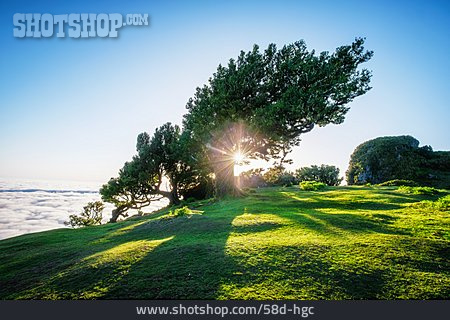 
                Baum, Sonnenstrahlen, Madeira                   