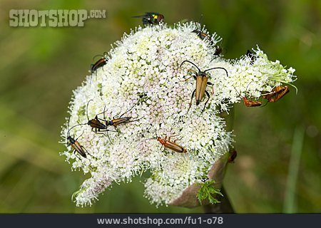 
                Roter Weichkäfer, Kleiner Schmalbock                   