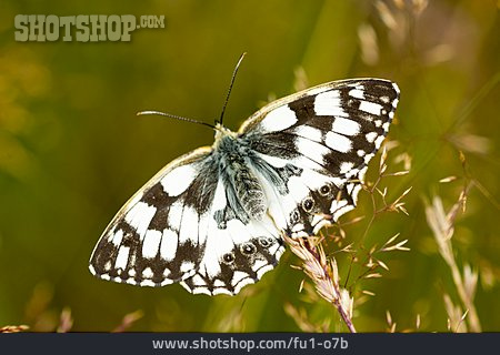 
                Schmetterling, Schachbrett                   