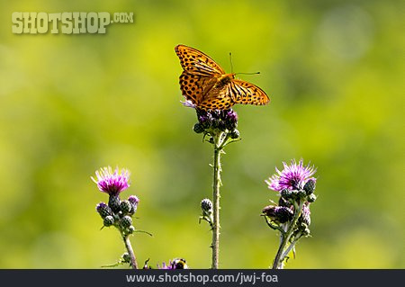 
                Schmetterling, Kaisermantel                   