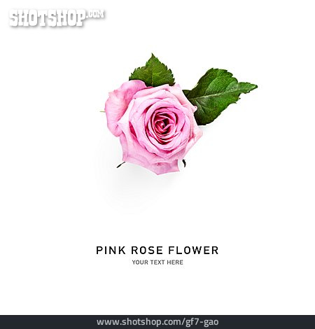 
                Rose, Pink Rose Flower, Rosa Rosenblume                   