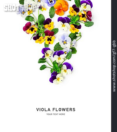 
                Blumen, Veilchen, Viola Flowers                   