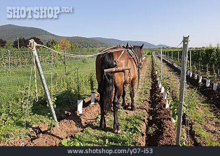 
                Weinbau, Bodenbearbeitung, Zugpferd                   