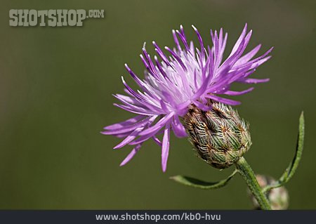 
                Wiesen-flockenblume                   