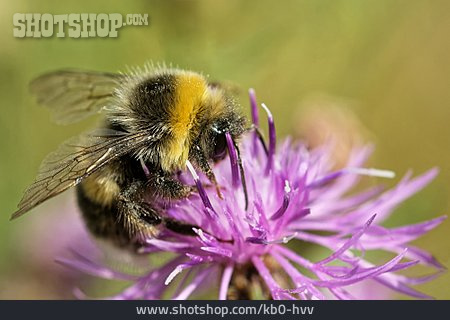 
                Gartenhummel                   