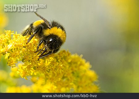 
                Gartenhummel                   