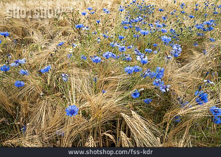 
                Kornblume, Getreidefeld                   