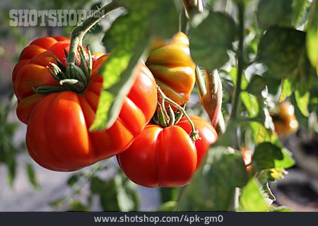 
                Tomate, Tomatenpflanze                   