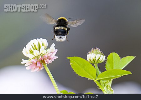 
                Dunkle Erdhummel                   