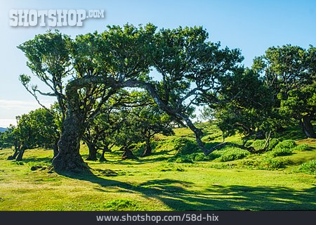 
                Madeira, Stinkender Lorbeer                   