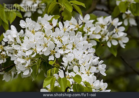 
                Birnbaum, Birnenblüte                   