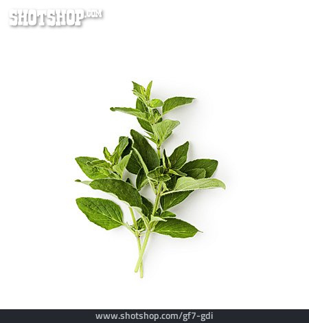 
                Oregano                   