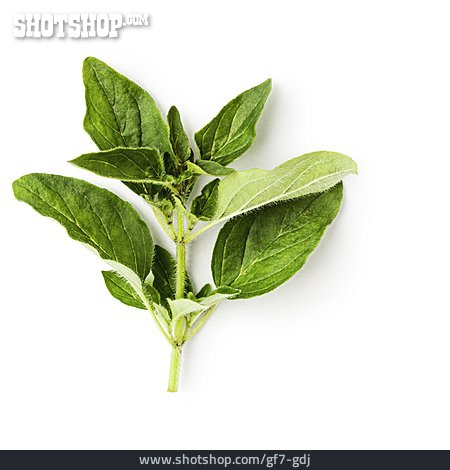 
                Oregano                   