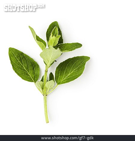 
                Oregano                   