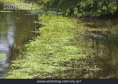 
                Teich, Algenteppich                   